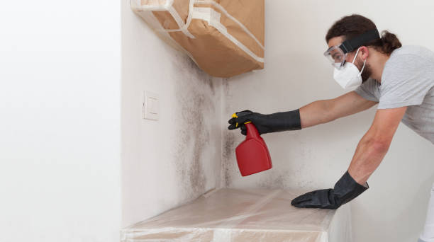 Professional Mold Cleanup technician working in Burnham, PA