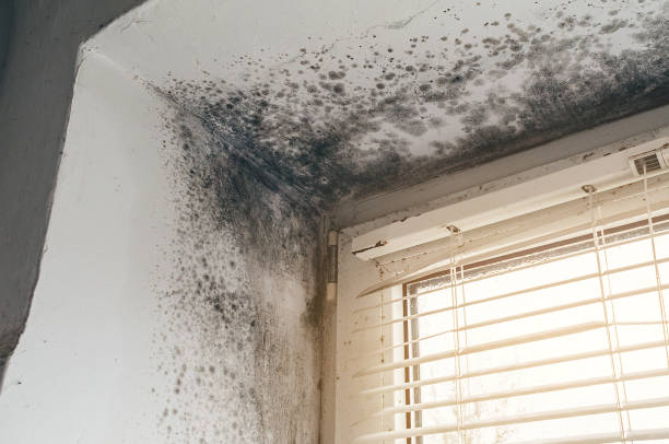 Affordable Mold Cleanup solutions in Burnham, PA