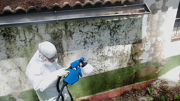 Top rated local Mold Cleanup specialists in Burnham, PA